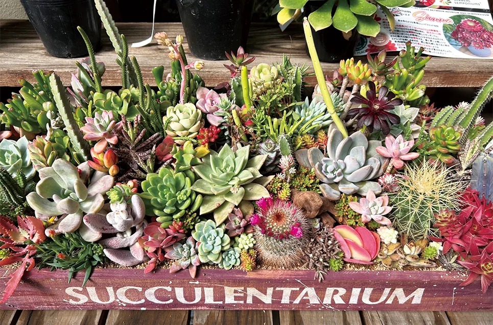 今津町の松永花壇 23─31日に「多肉植物フェア」開催 全国から多種多彩
