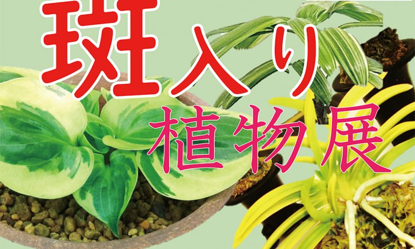 福山市と県古典植物同好会 8・9日に「斑入り植物展」を開催 千代田町の